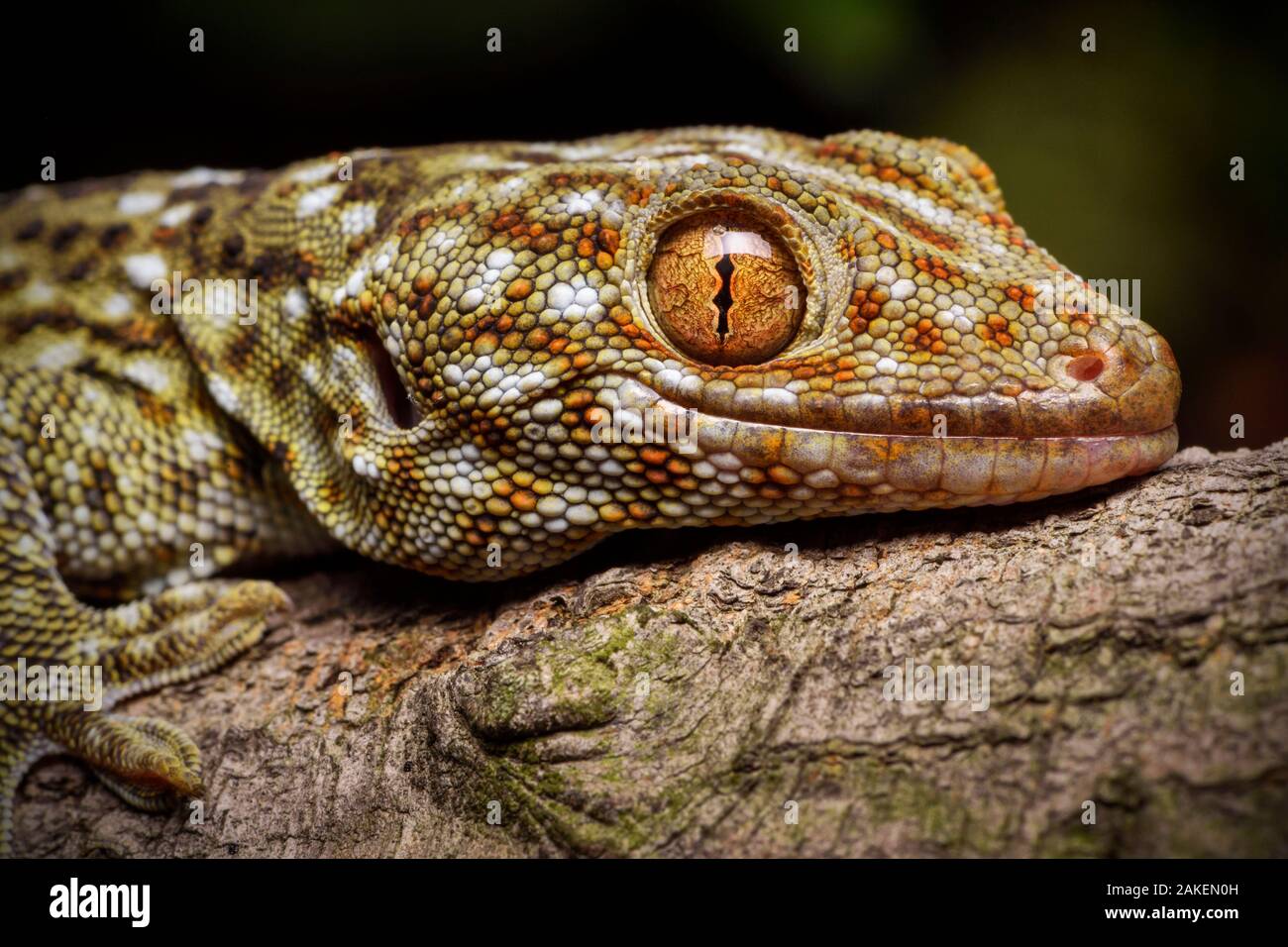 Tokay gecko (Gekko gecko) Shek Pik, Lantau Island, Hong Kong, China. Stock Photo