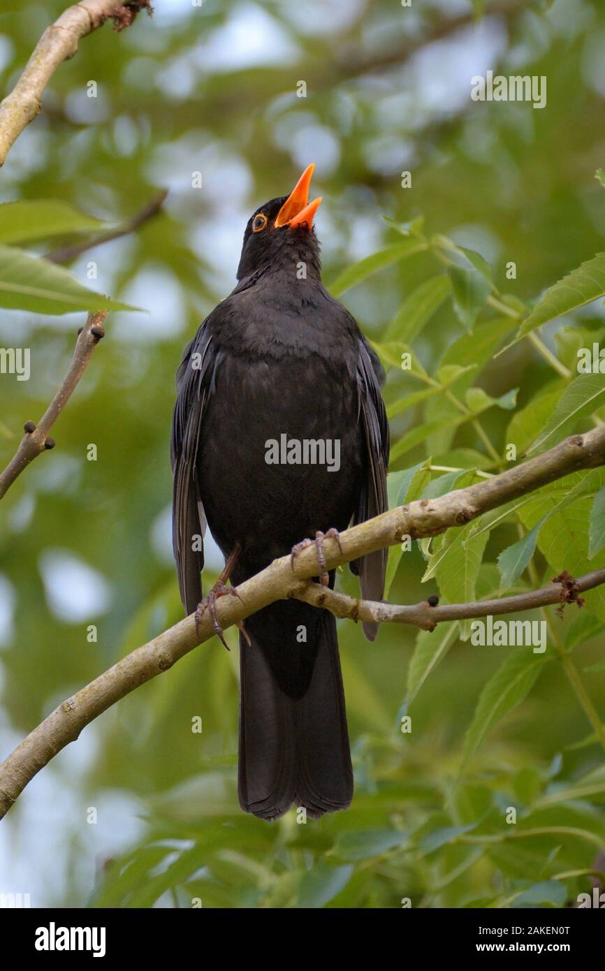 Blackbird (Turdus merula), male singing whilst perched in Ash (Fraxinus excelsior) tree, near Bath, England, UK. May. Stock Photo