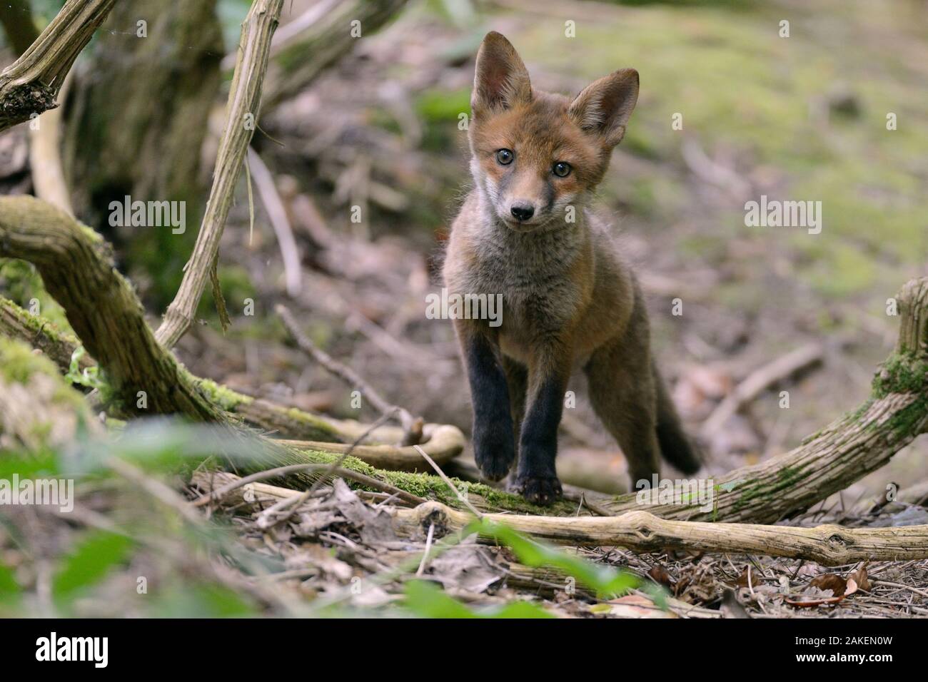 Red fox (Vulpes vulpes) cub exploring woodland. Near Bath, England, UK. May. Stock Photo