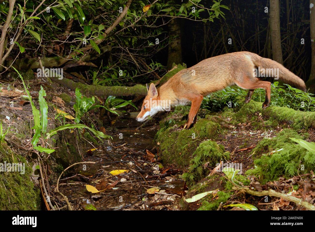 Red fox (Vulpes vulpes) visiting woodland stream to drink at night. Camera trap image. Near Bath, England, UK. June. Stock Photo