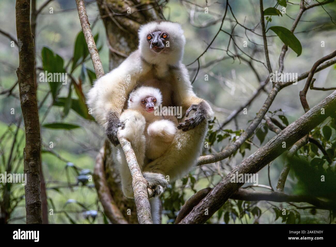Silky sifaka (Propithecus candidus), female with baby sitting in rainforest understorey. Mid-altitude montane rainforest, Marojejy National Park, north-east Madagascar. Stock Photo