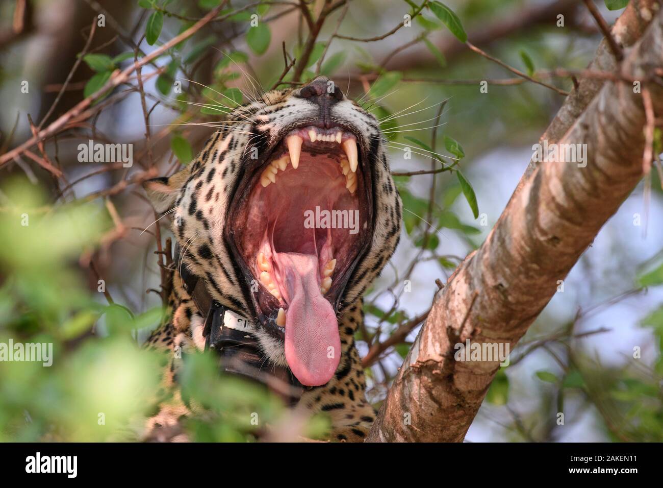 Jaguar (Panthera onca palustris) female yawning with mouth wide open, wearing Oncafari Project radio collar. Caiman Lodge, southern Pantanal, Mato Grosso do Sul, Brazil. September 2017. Stock Photo