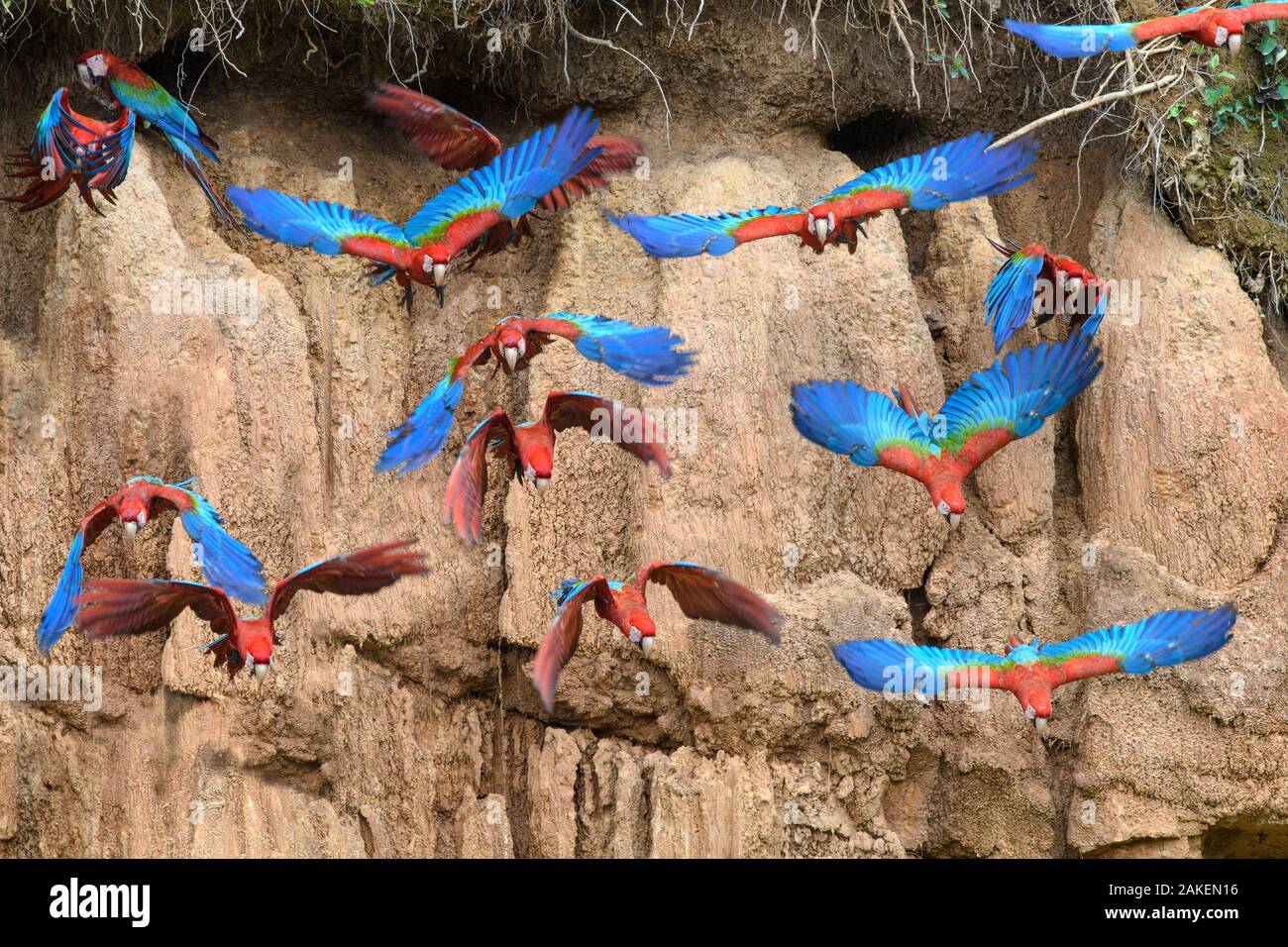 Red-and-green macaw (Ara chloropterus) flock flying in front of clay lick. Heath River, Tambopata / Bahuaja-Sonene Reserves, Amazonia, Peru / Bolivia border. Stock Photo