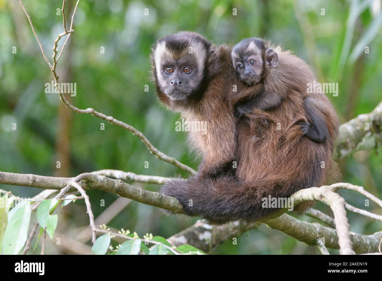 Tufted / Brown capuchin (Cebus apella), female with baby on back, sitting in tree, mid-altitude montane forest, Manu Biosphere Reserve, Peru. Stock Photo