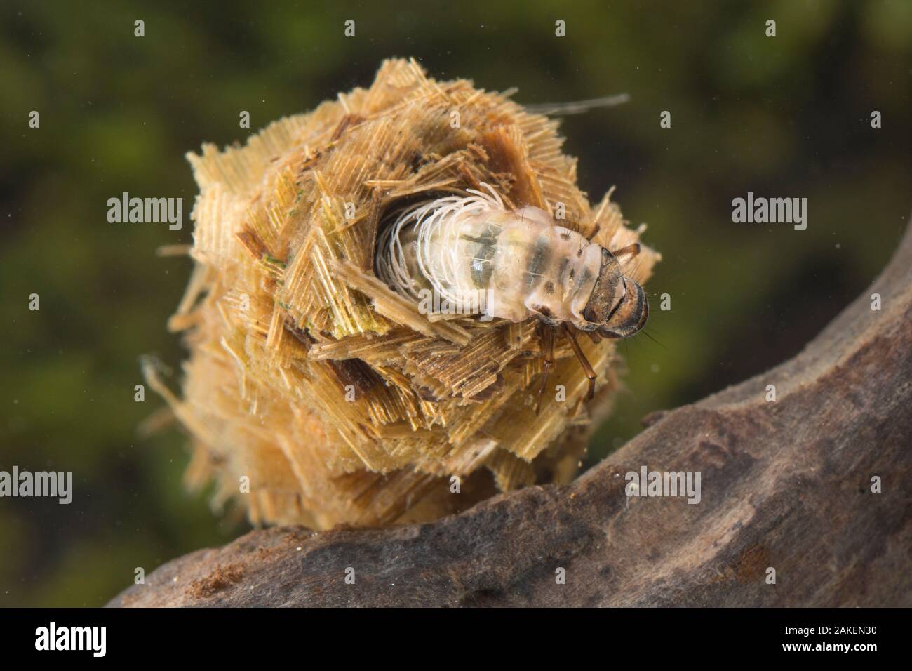 Case-building caddisfly larva (Limnephilus rhombicus), Europe, June, controlled conditions Stock Photo