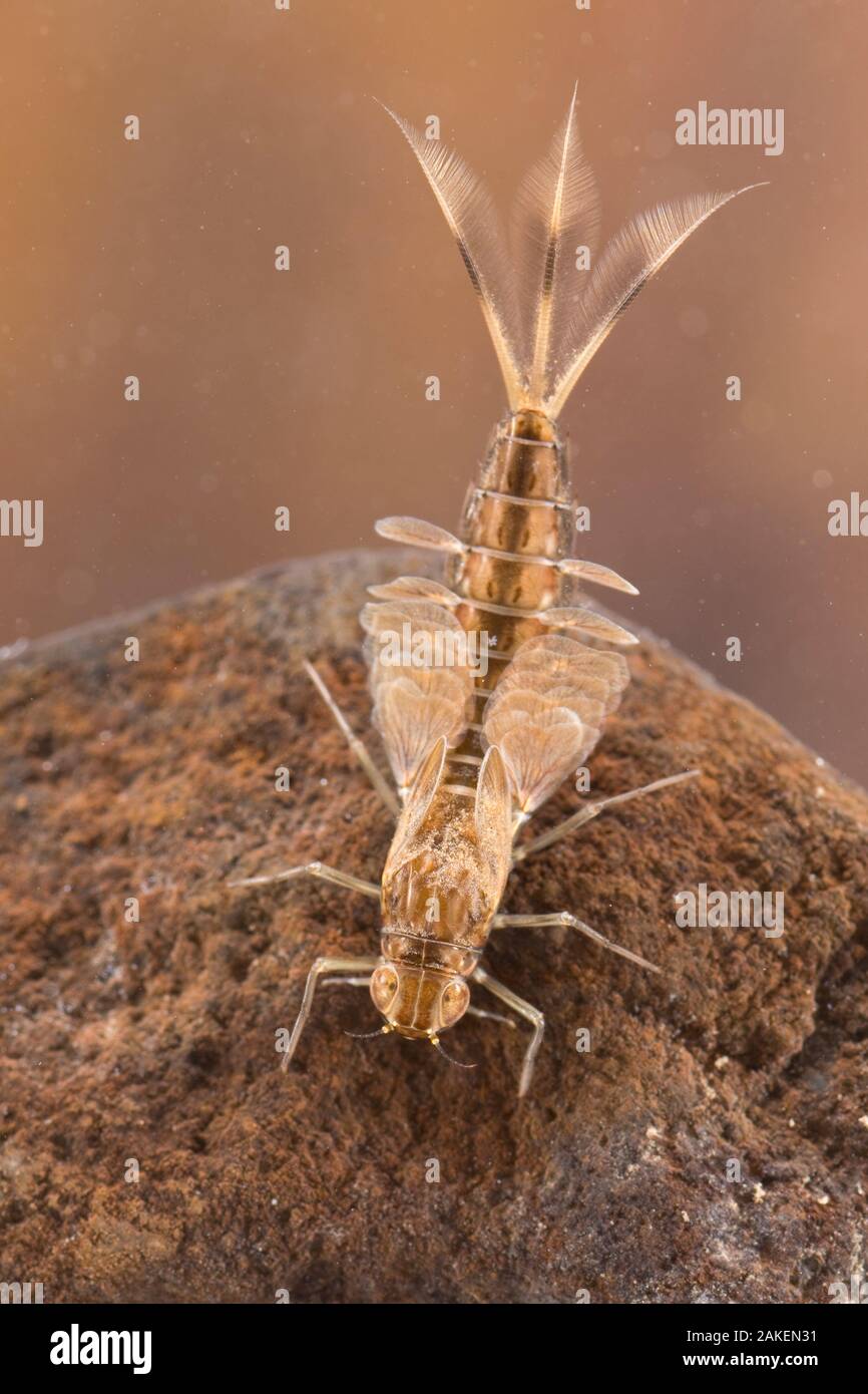 Summer mayfly nymph (Siphlonurus lacustris), underwater, Europe, June, controlled conditions Stock Photo