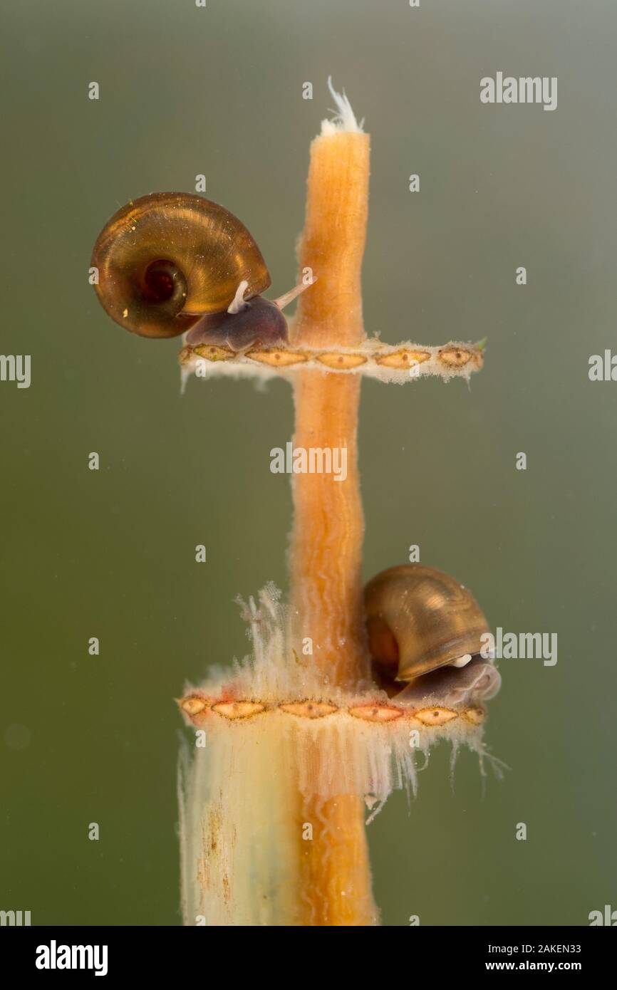 Great ramshorn snails (Planorbarius corneus) juvenil, feeding on a stem of horsetail plant, Europe, November, controlled conditions Stock Photo
