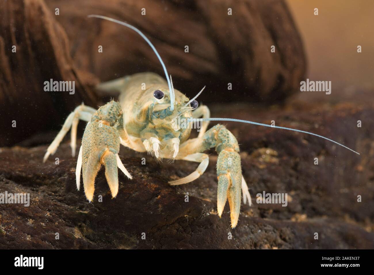 European crayfish (Astacus astacus), underwater, August, Europe, controlled conditions Stock Photo