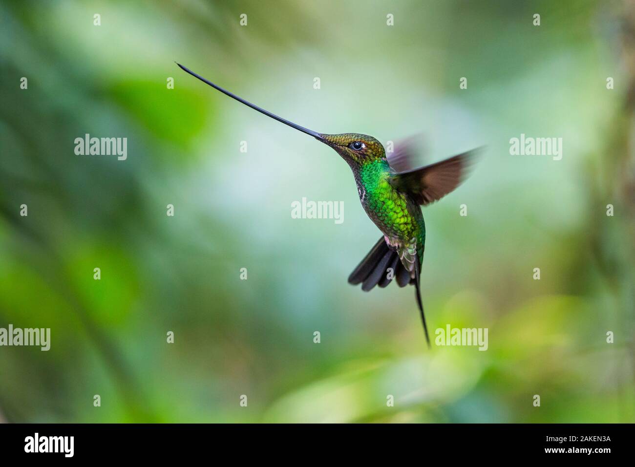 Sword-billed hummingbird (Ensifera ensifera)  hovering in flight,  North-Ecuador. Stock Photo