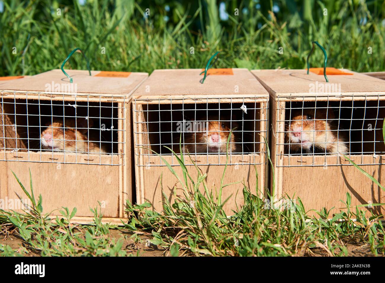 Common Hamsters (Cricetus cricetus) in cages ready for release in a wheat field. Geispolsheim, Alsace, France, June 2018 Stock Photo