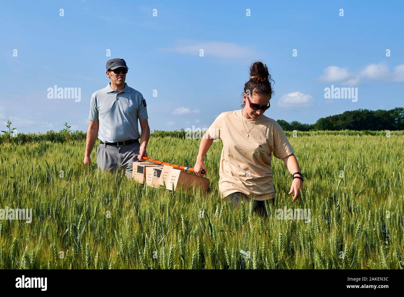 Scientists from the French Wildlife Department (ONCFS) with cages of Common hamsters (Cricetus cricetus) in a wheat field for release, Geispolsheim, Alsace, France, June 2018 Stock Photo