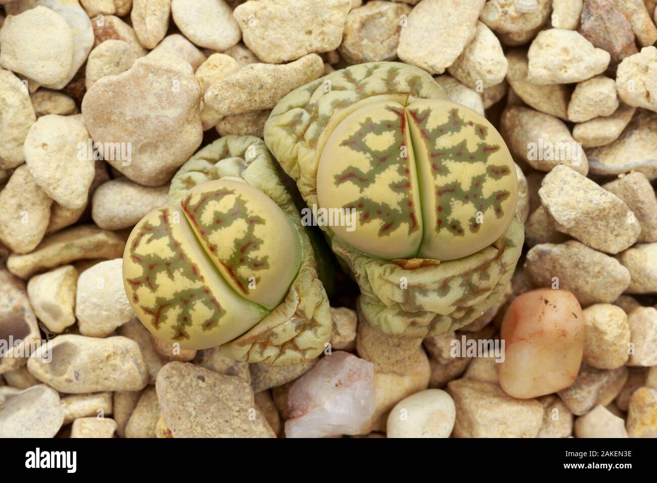 Living stone plant (Lithops dorotheae) one of the 'living stones' plants, in cultivation. It is in transitional stage, with the old leaves withering and new ones emerging.  Native to South Africa. Stock Photo