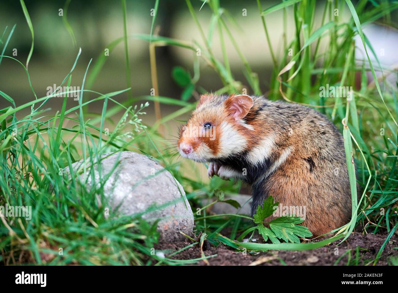 Common hamster (Cricetus cricetus), Alsace, France, June, captive Stock Photo