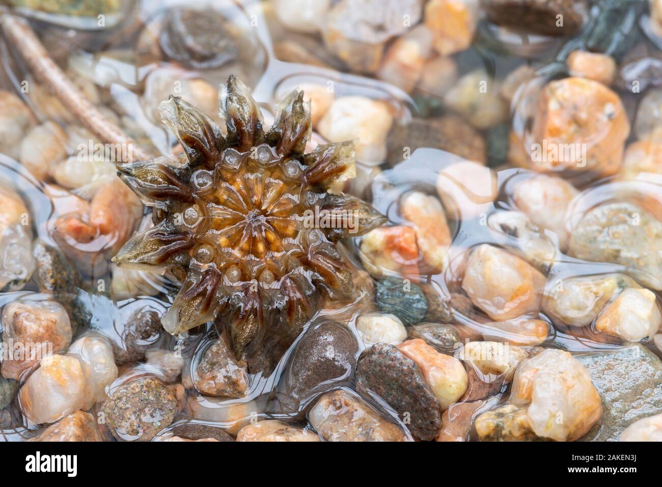 Cheiridopsis species, seed capsule open in response to rain. Namaqualand, South Africa. Stock Photo