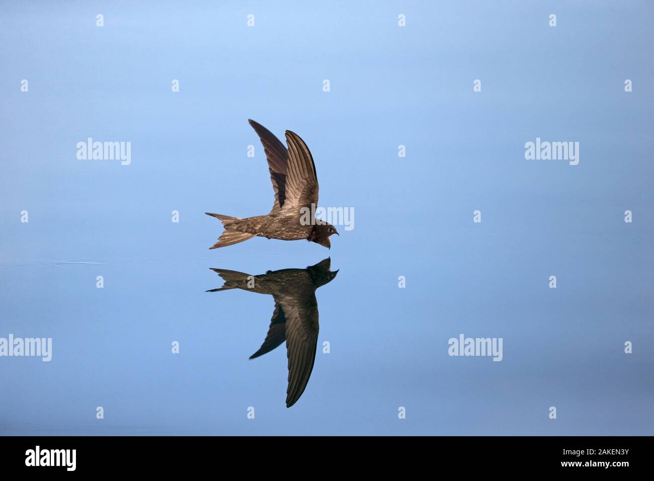 Common Swift (Apus apus) in flight reflected in water, Norfolk, England, UK. July. Stock Photo