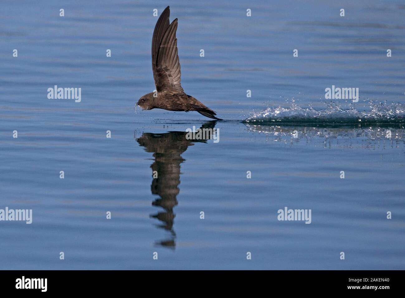 Common Swift (Apus apus) in flight reflected in water, Norfolk, England, UK. July. Stock Photo