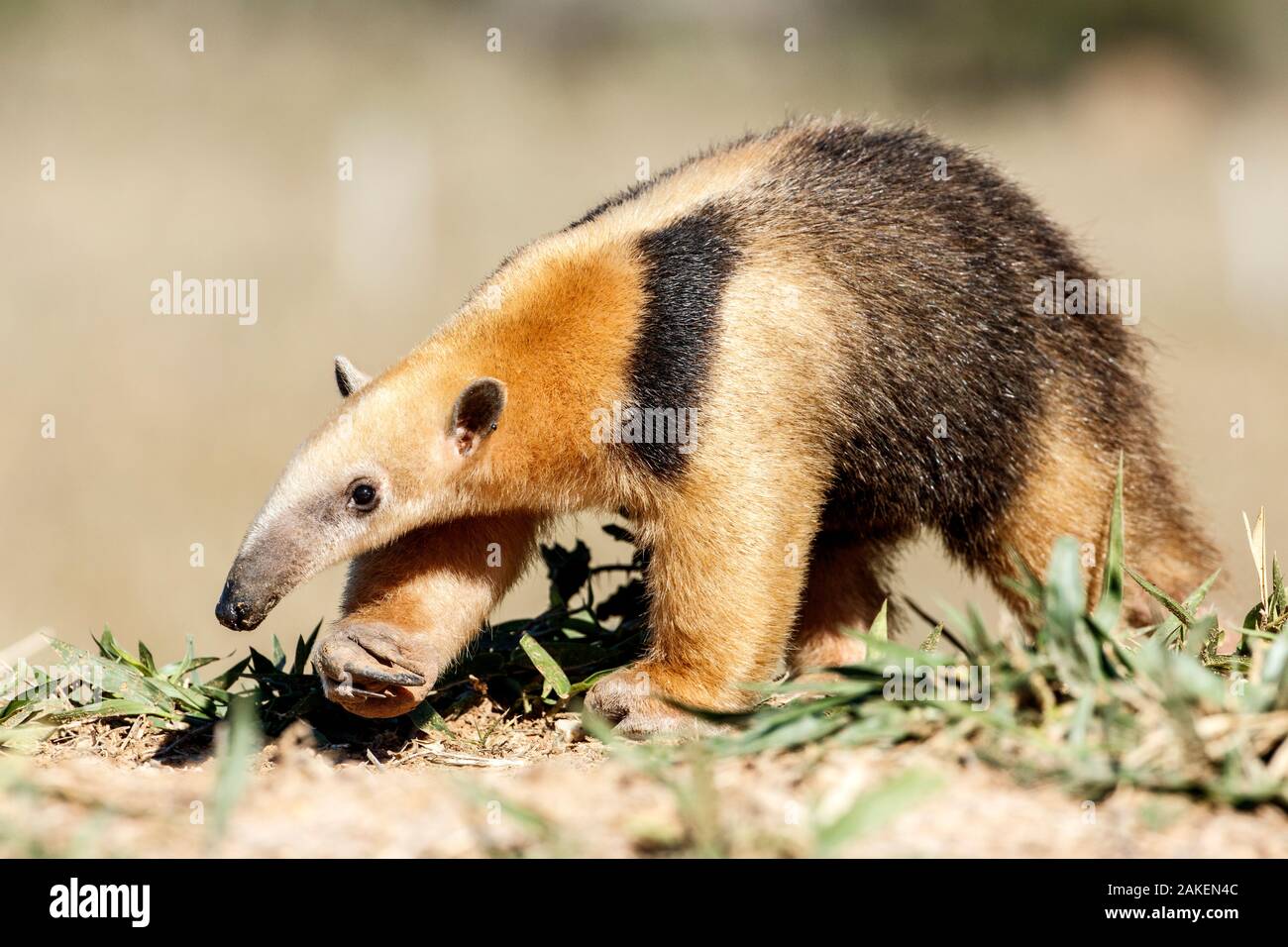 Southern anteater (Tamandua tetradactyla) Formoso River, Bonito, Mato Grosso do Sul, Brazil Stock Photo