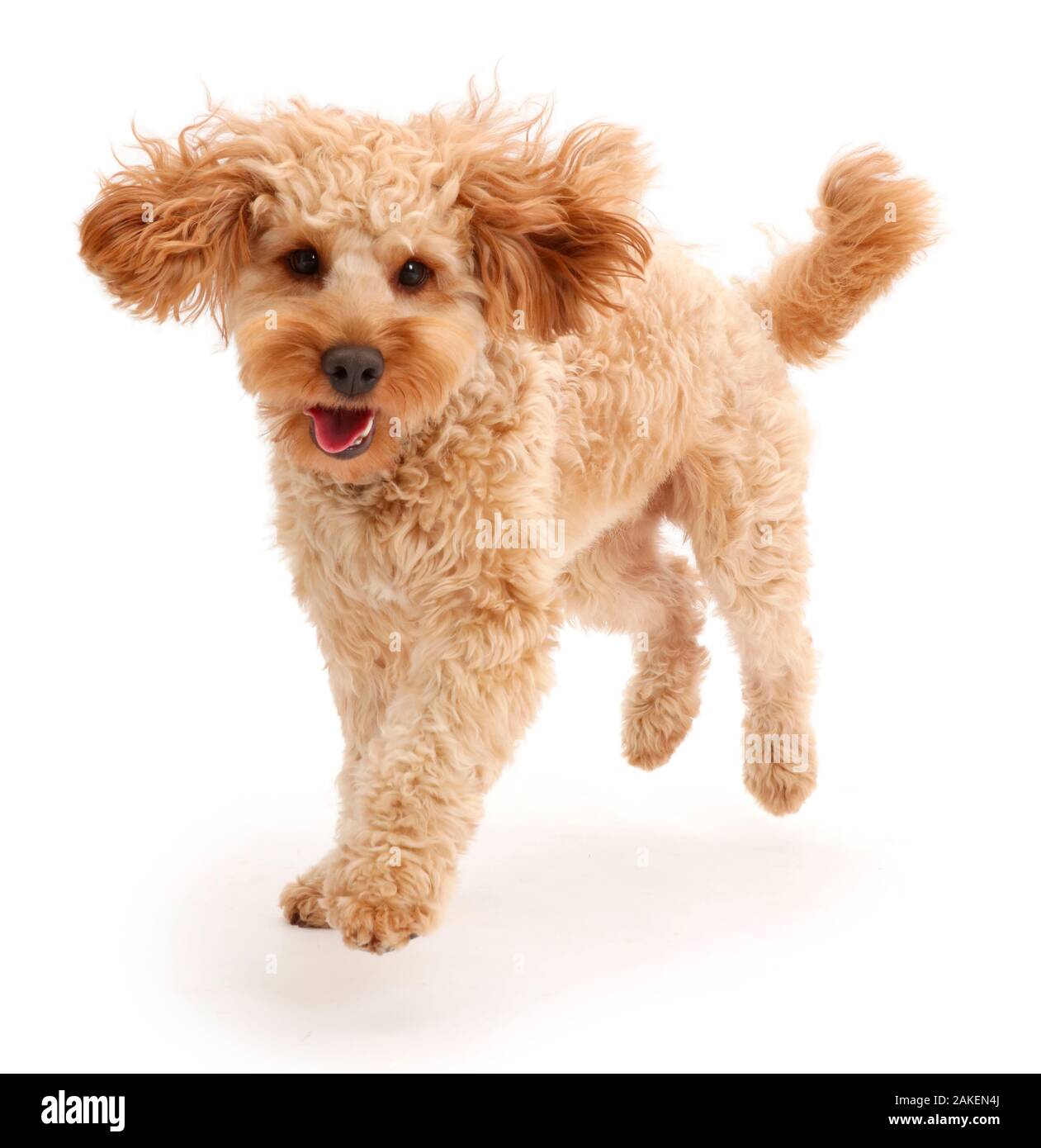 Cavapoo dog, Monty,  10 months, running. Stock Photo