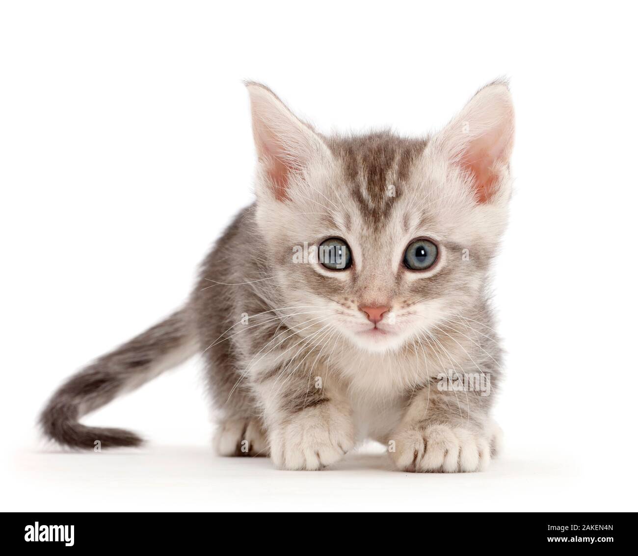 Silver tabby kitten. Stock Photo