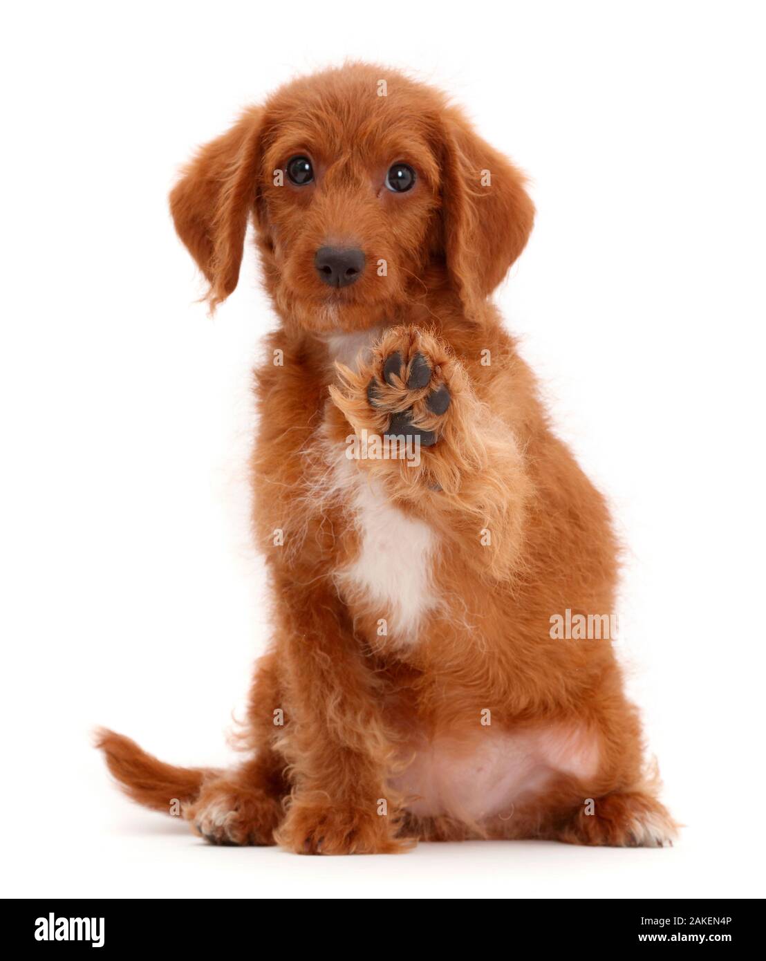 Goldendoodle puppy with raised paw. Stock Photo