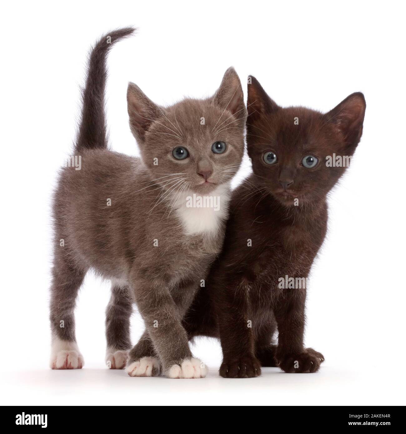 Blue-and-white and black kittens. Stock Photo