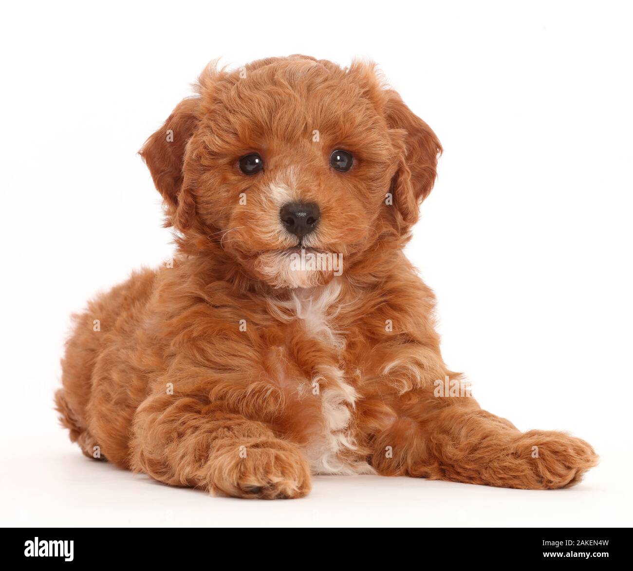 Cavapoo puppy lying with head up. Stock Photo