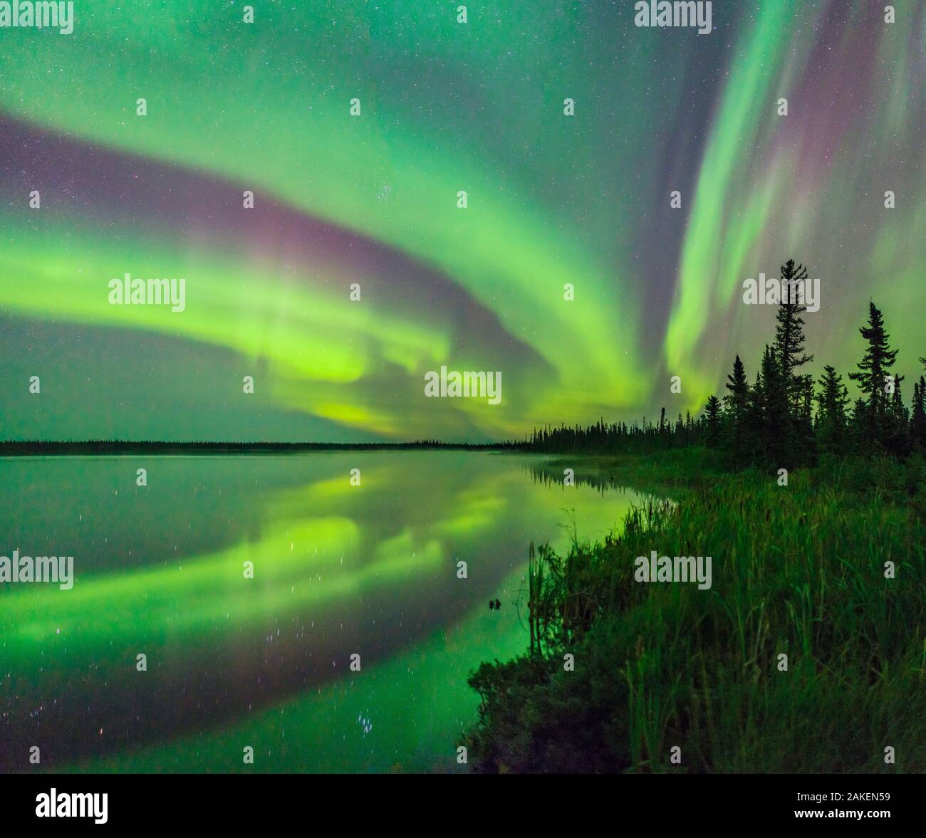 Aurora Borealis reflected in Polar Lake, wetland and conifers silhouetted along shore. Near Great Slave Lake, Northwest Territories, Canada. September 2018. Stock Photo