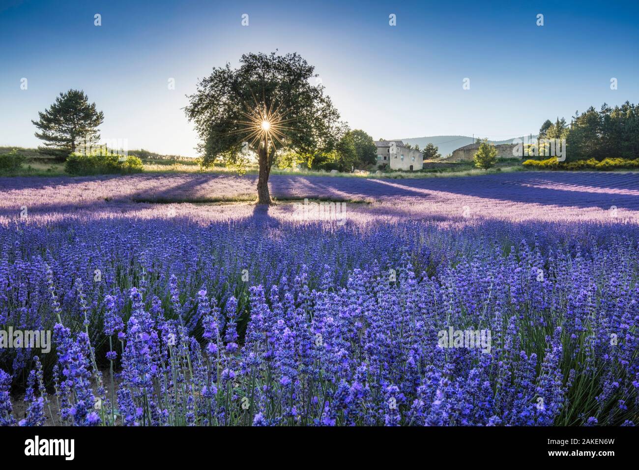 Lavender fields at sunset, Aurel, Provence, France, July 2016. Stock Photo