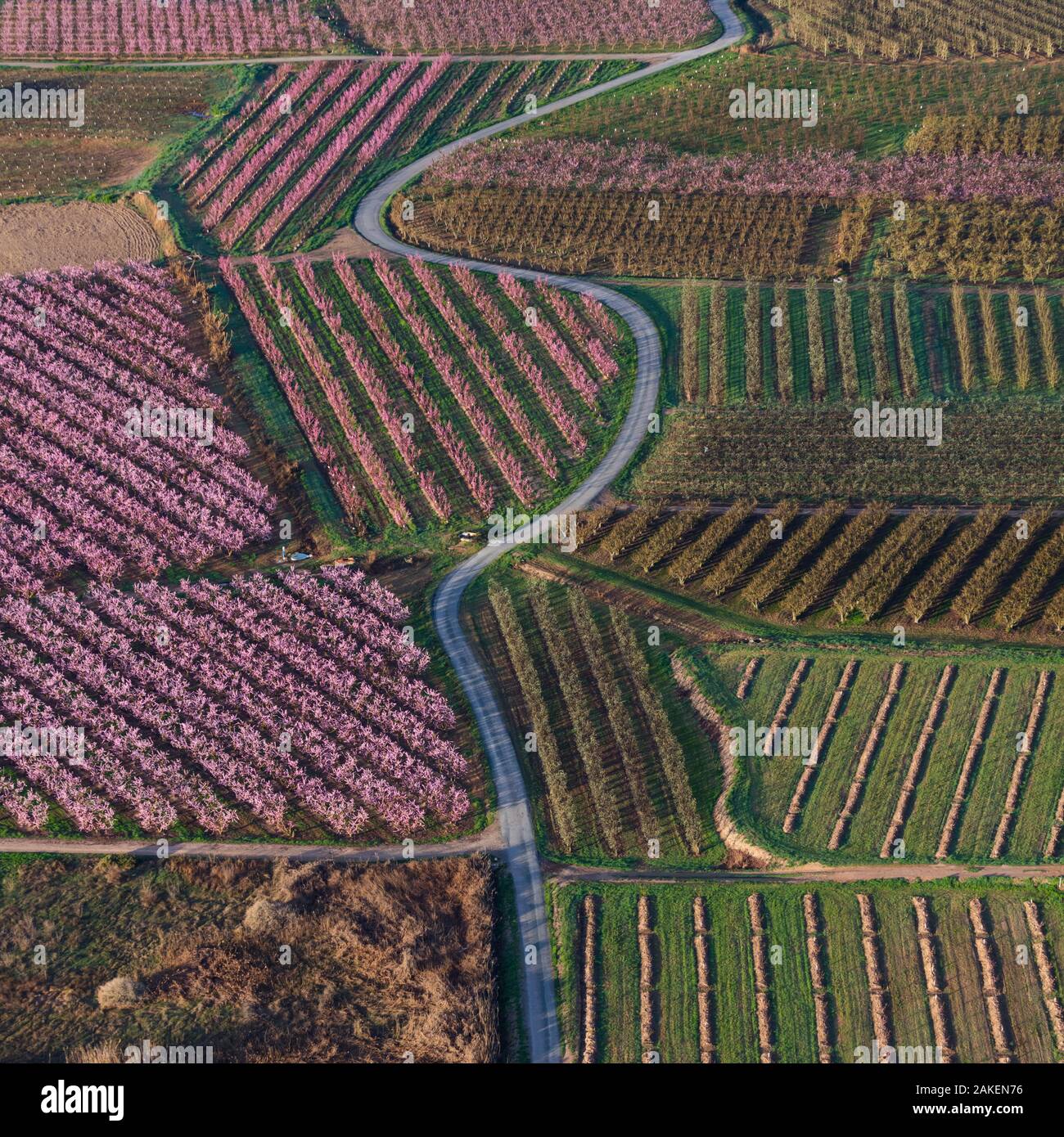 Aerial view of rwos of Peach trees (Prunus persica) in flower, Fruiturisme Tourism Experience, Lleida, Catalonia, Spain. March 2018. Stock Photo