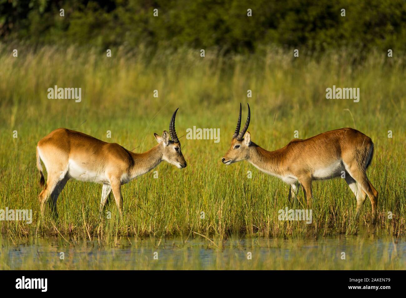 Southern lechwe (Kobus leche), two males about to fight, facing each other. Okavango Delta, Botswana. Stock Photo