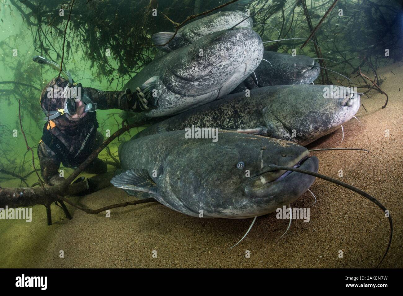 Wels catfish (Silurus glanis), five on riverbed, diver observing. River Loire, France. October. Stock Photo
