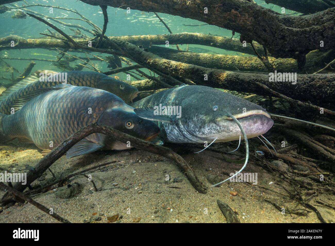 Wels catfish (Silurus glanis) and Common carp (Cyprinus carpio), three on riverbed amongst branches, River Loire, France. October. Stock Photo
