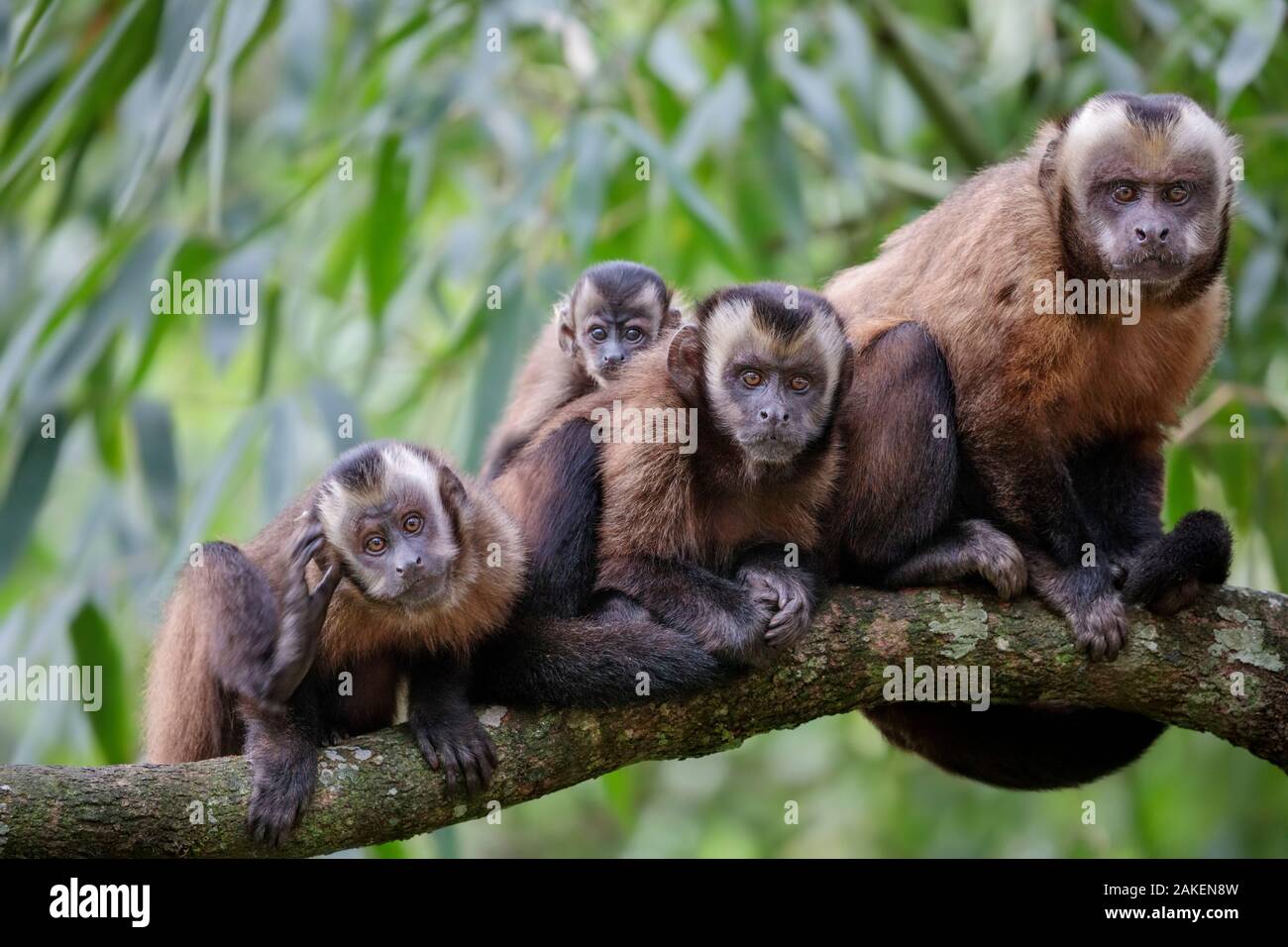 Brown / Tufted Capuchin (Cebus apella) family group in cloud forest, Manu Biosphere Reserve, Peru. Stock Photo