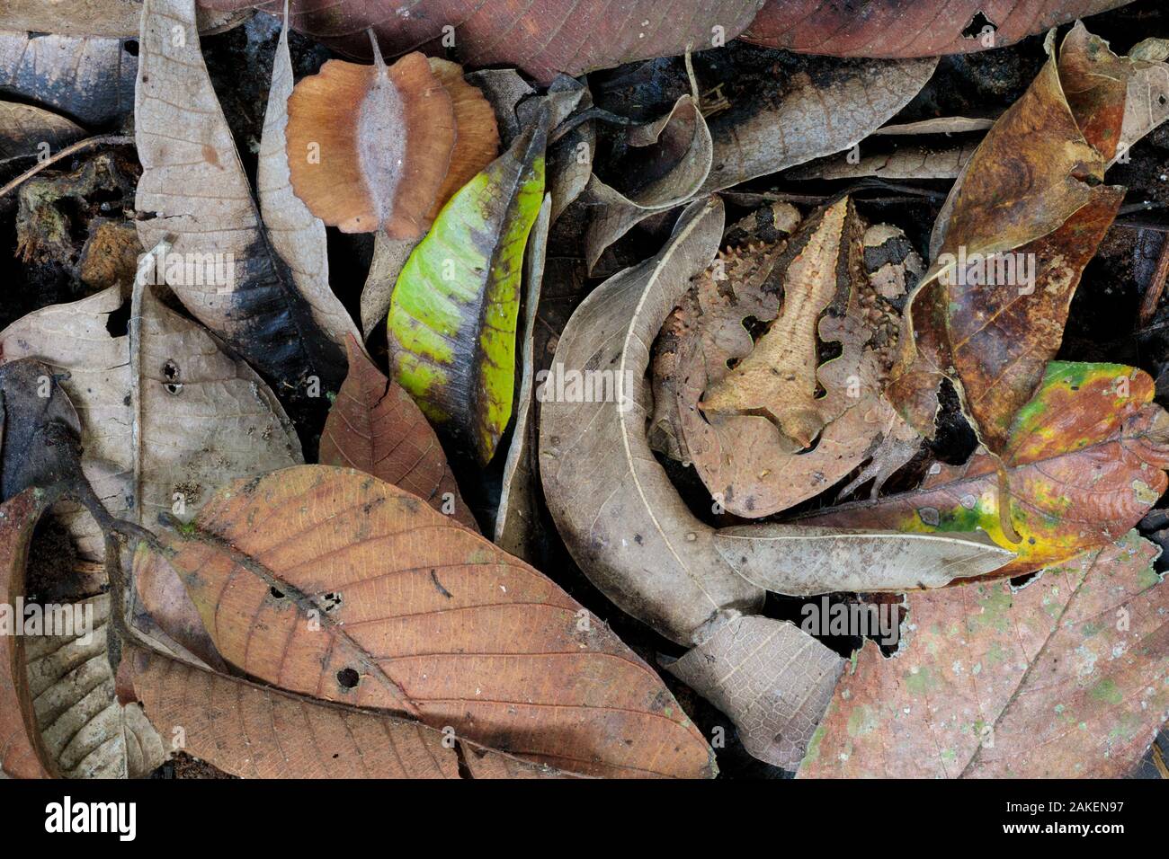 Amazonian Horned Frog (Ceratophrys cornuta) camouflaged amongst leaf litter on lowland rainforest floor, waiting to ambush passing prey. Manu Biosphere Reserve, Amazonia, Peru. November. Stock Photo