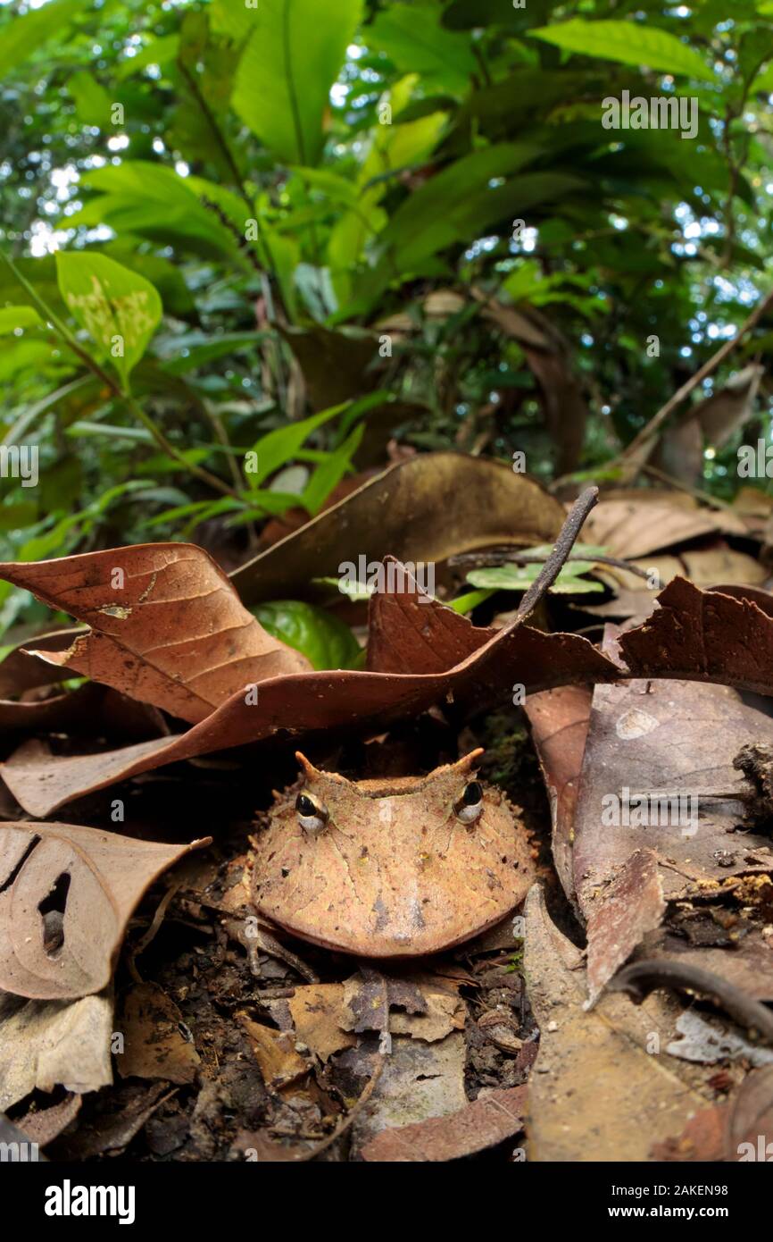 Amazonian Horned Frog (Ceratophrys cornuta) camouflaged amongst leaf litter on lowland rainforest floor, waiting to ambush passing prey. Manu Biosphere Reserve, Amazonia, Peru. November. Stock Photo