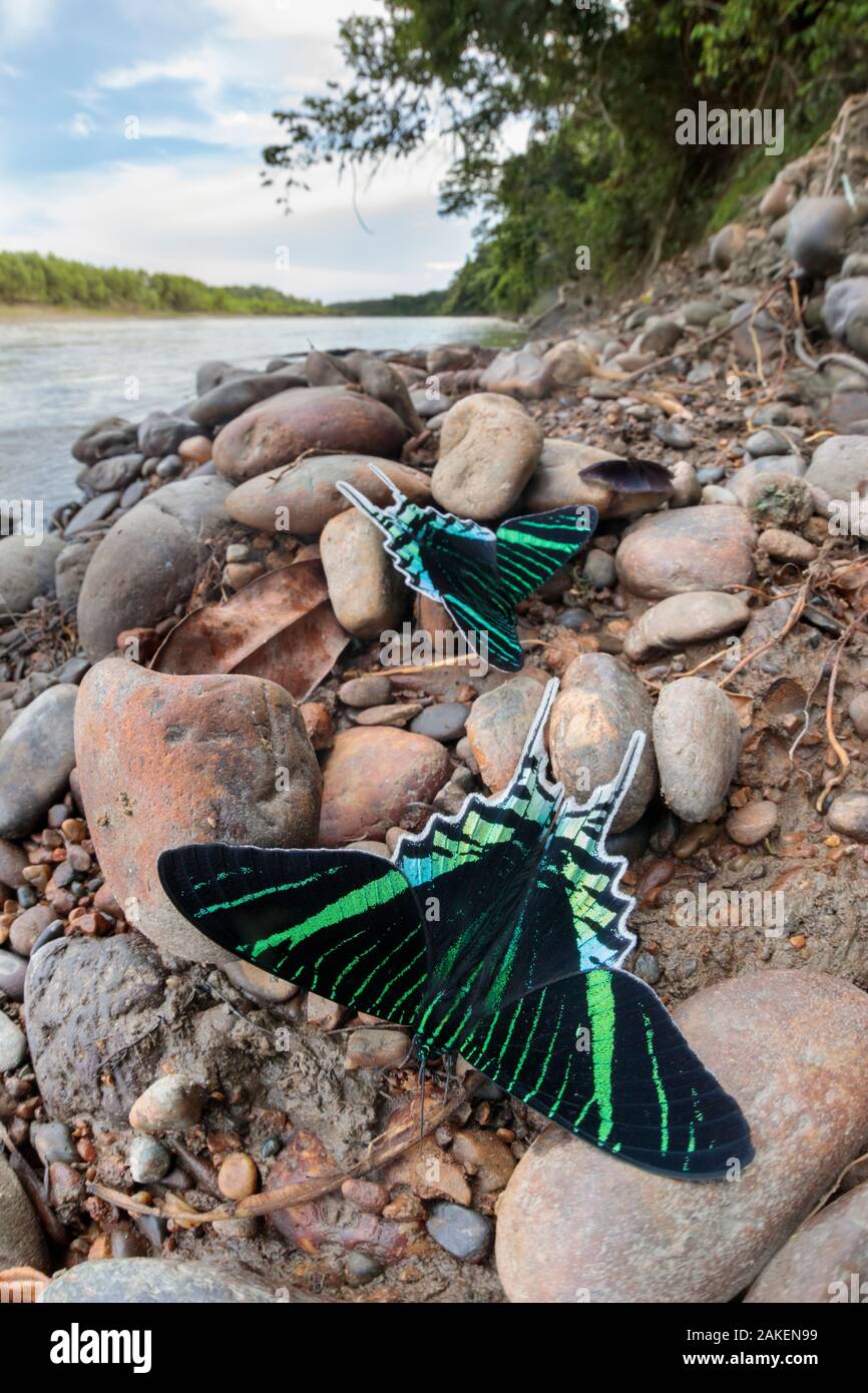Green-banded urania moth (Urania leilus) moths drinking salts from mineral-rich river clay, a behaviour know as 'puddling'. On the banks of the Manu River, Manu Biosphere Reserve, Amazonia, Peru. November. Stock Photo