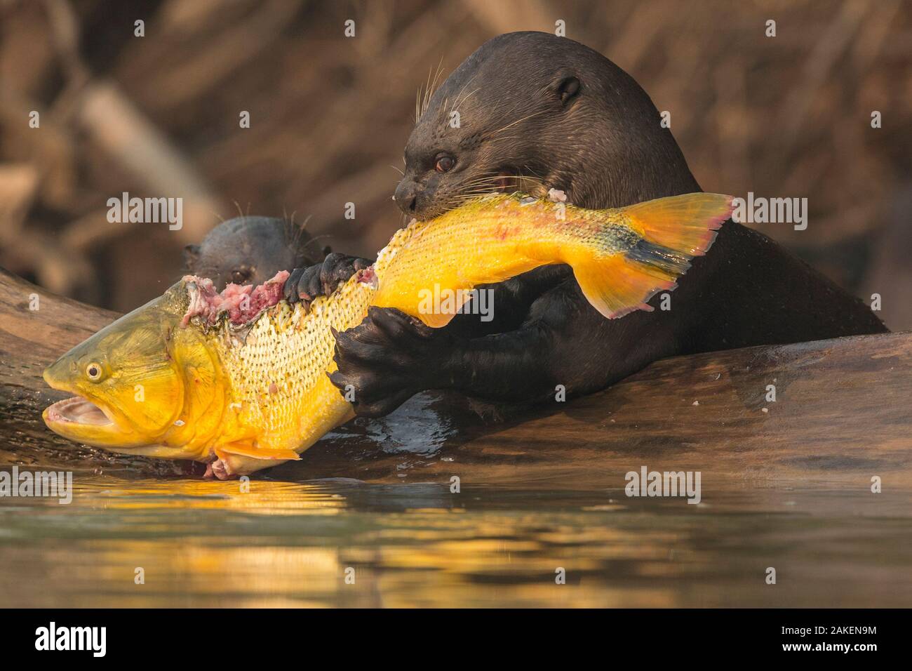 Giant otters (Pteronura brasiliensis) feed on a Golden dorado (Salminus brasiliensis) Pantanal, Brazil. Stock Photo