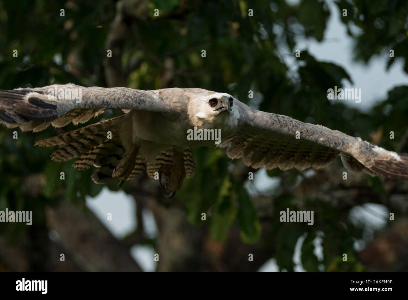 New Guinea Harpyeagle Stock Illustration - Download Image Now - Flying,  Eagle - Bird, Harpy Eagle - iStock