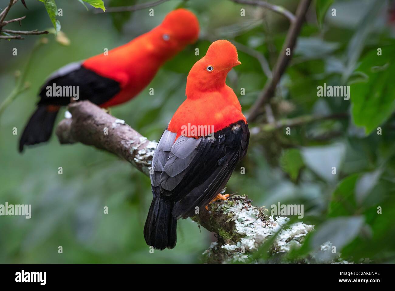 Andean cock-of-the-rock (Rupicola peruvianus), two males perched in tree at lek in mid-altitude montane rainforest. Manu Biosphere Reserve, Amazonia, Peru. Stock Photo