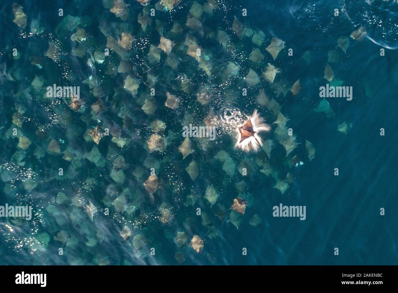 Munks pygmy devil ray / Munks mobula (Mobula munkiana) large school from the air with one leaping out of the water, Baja California, Mexico Stock Photo