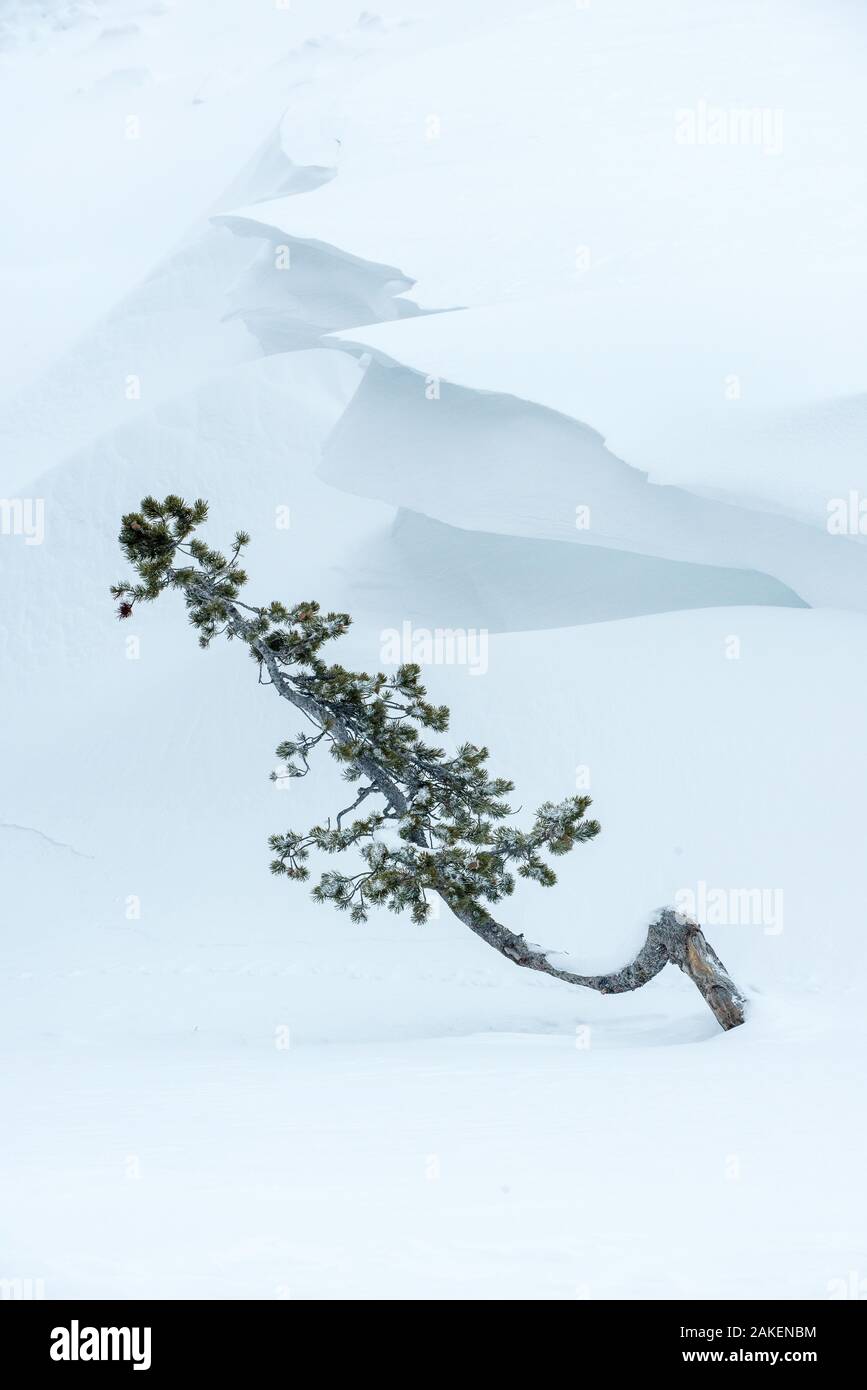 Conifer sapling emerging from snow drift with cornice on snow. Hayden Valley, Yellowstone National Park, Wyoming, USA. January Stock Photo