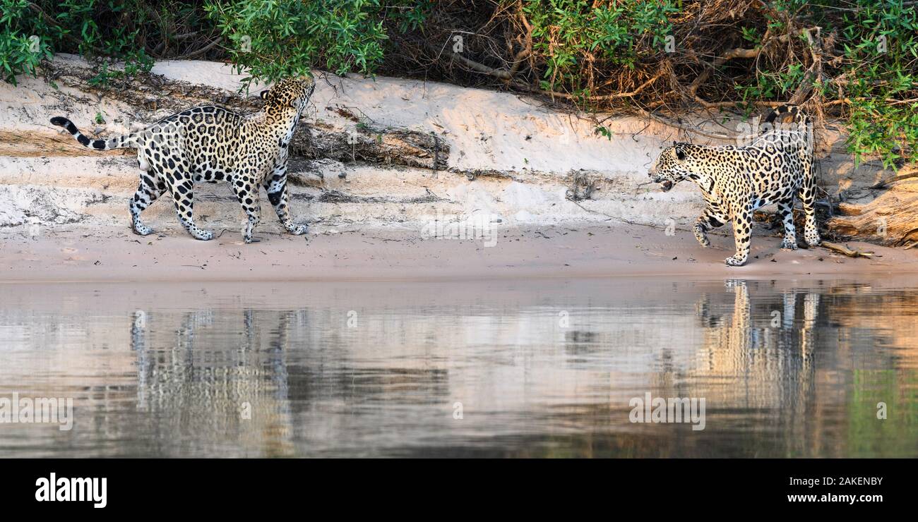 Jaguars (Panthera onca) courting pair on a sand bank. Cuiaba River, Northern Pantanal, Mato Grosso, Brazil. Stock Photo