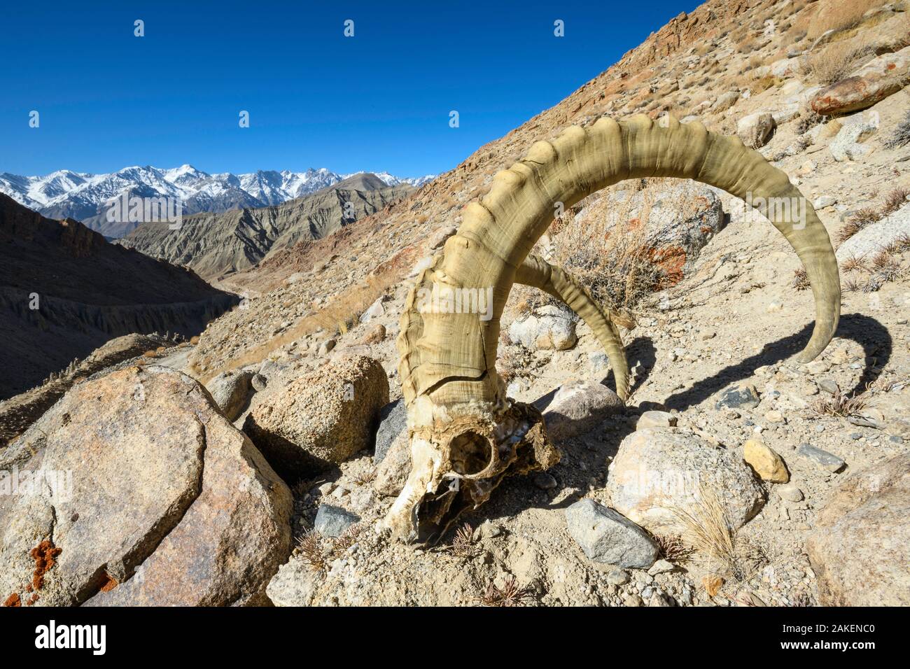 Skull of a male Himalayan ibex (Capra sibirica) killed by a snow leopard, lying on steep rocky slope. Himalayas, Ladakh, northern India. Stock Photo