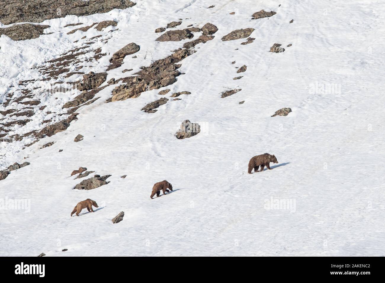 Himalayan brown bear (Ursus arctos isabellinus) female with two young cubs climbing up snowy slope. Western Ladakh, northern India. Stock Photo