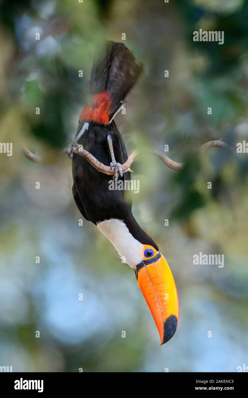 Toco toucan (Ramphastos toco) acrobatically perched ,  feeding in forest canopy. Northern Pantanal, Cuiaba River, Mato Grosso, Brazil. Stock Photo