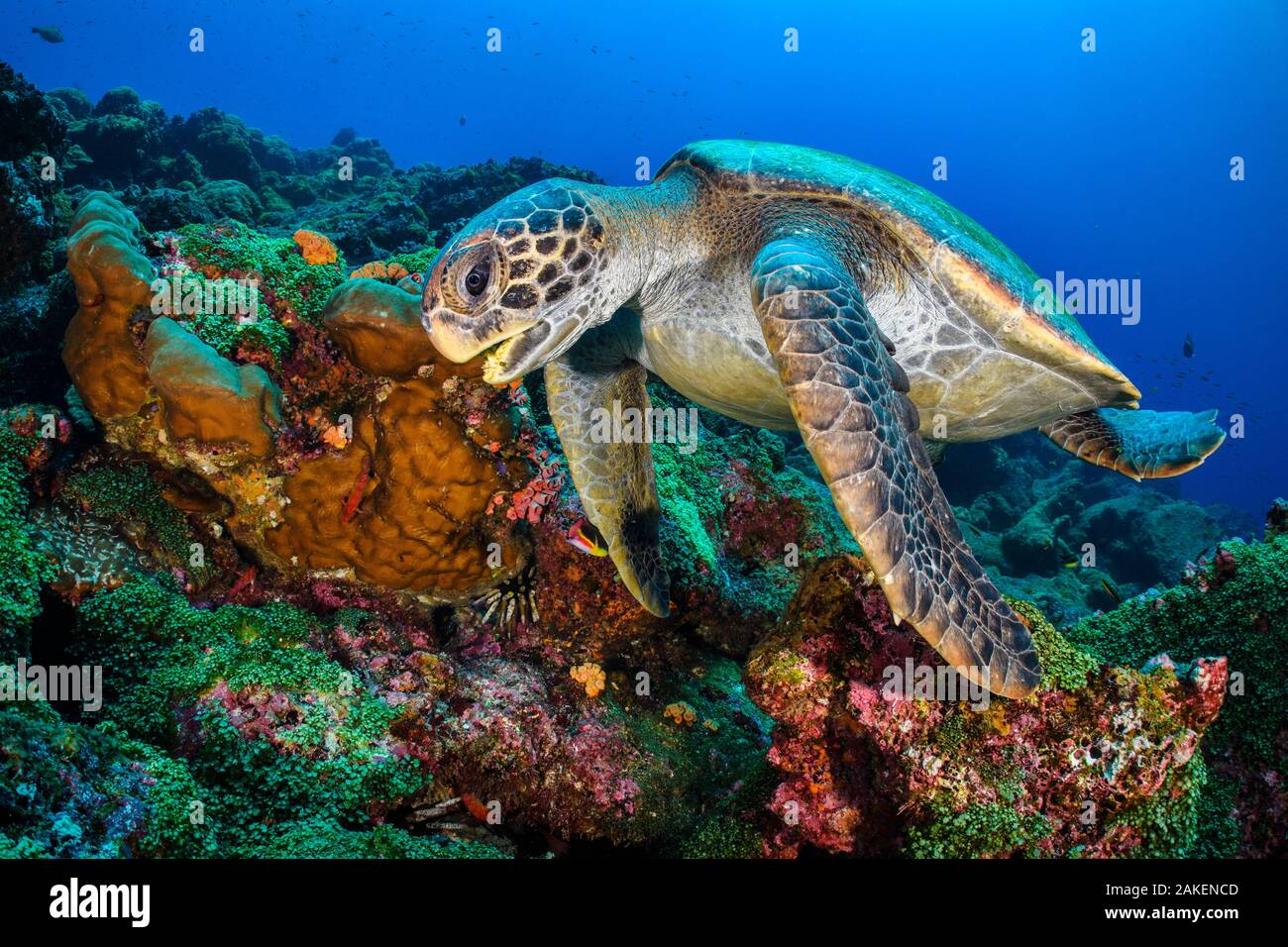 Galapagos green turtle (Chelonia mydas agassizii) swims over a coral reef. Darwin Island, Galapagos National Park, Galapagos Islands. East Pacific Ocean. Stock Photo
