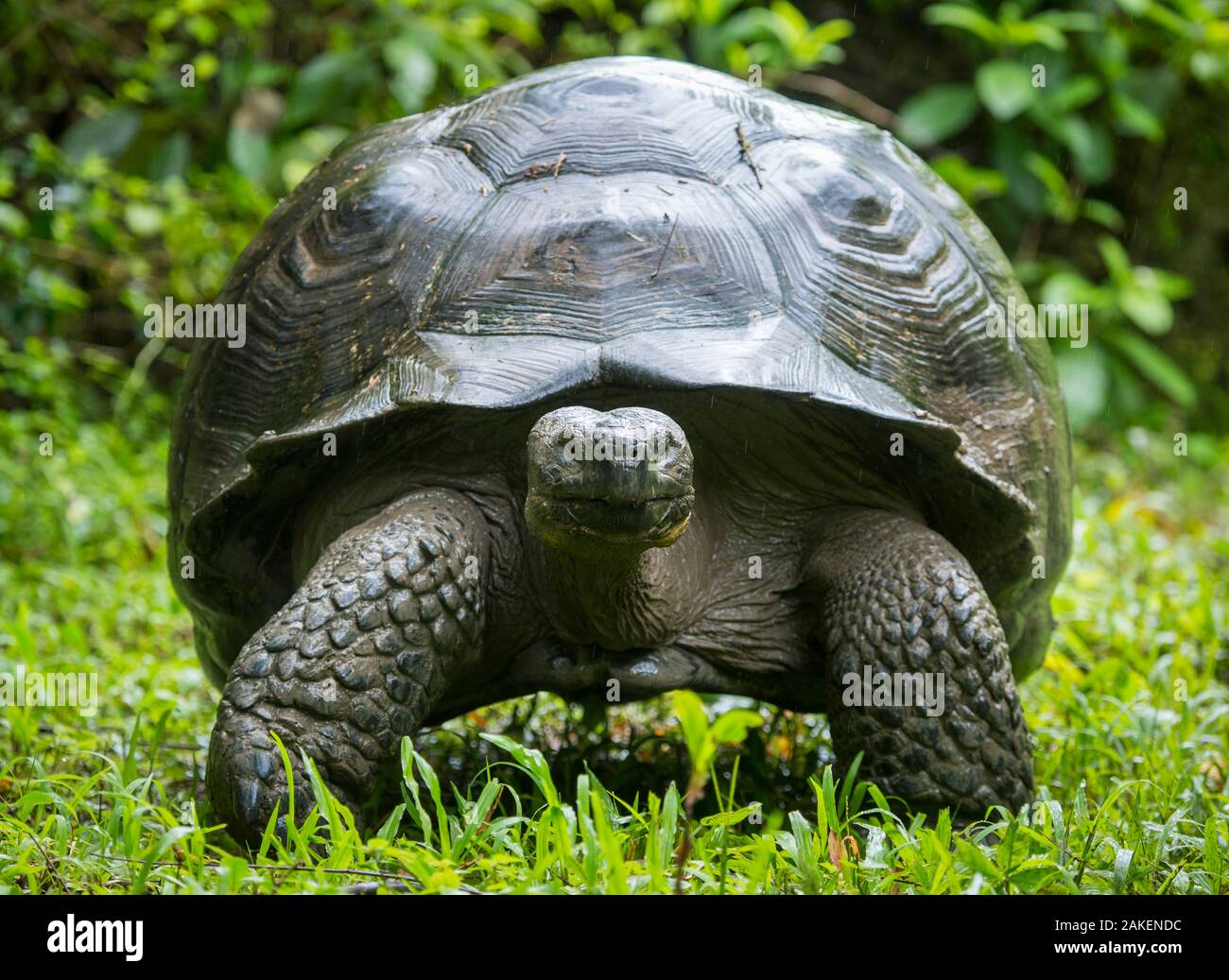 Western santa cruz giant tortoise chelonoidis porteri hires stock
