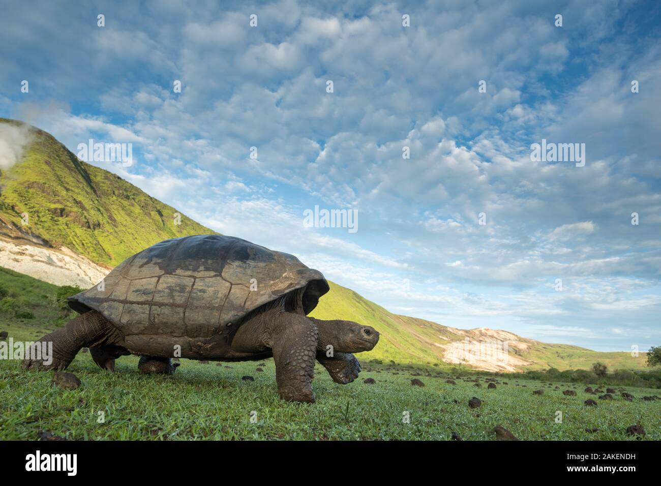 Alcedo giant tortoise (Chelonoidis vandenburghi) walking,  Alcedo Volcano, Isabela Island, Galapagos Stock Photo