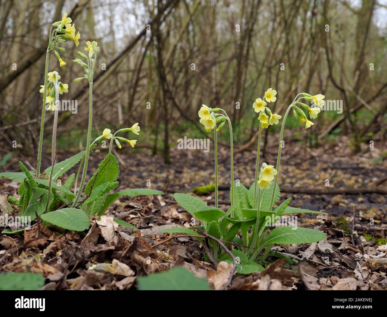 Oxlips (Primula eliator) flowering in coppice woodland, a rare and important ancient woodland indicator species, Suffolk, England, UK, April Stock Photo