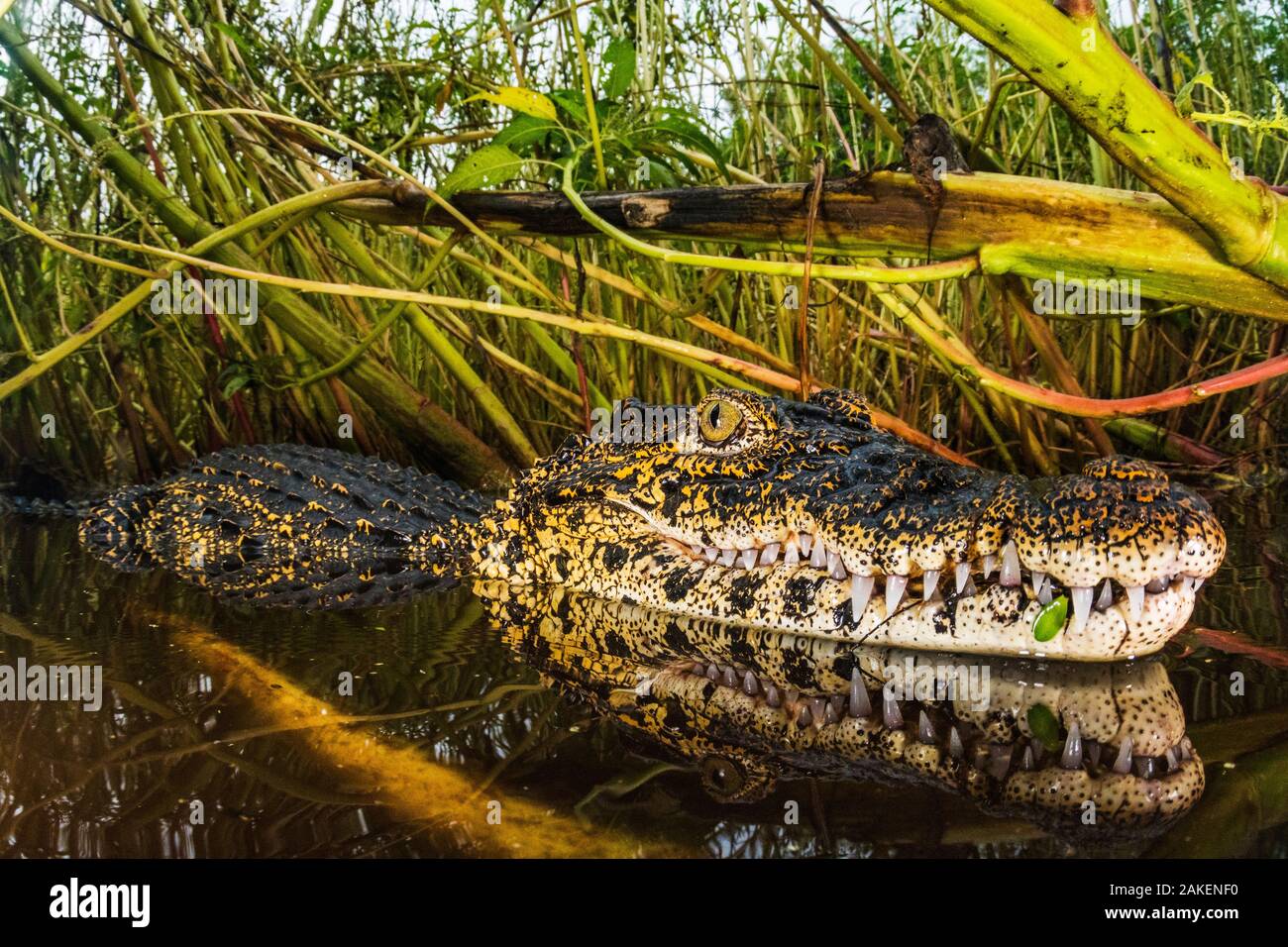 Cuban crocodile (Crocodylus rhombifer)  in a cenote in Cienaga de Zapata National Park. Cuba. Critically endangered species. Stock Photo